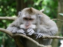 ubud (11)